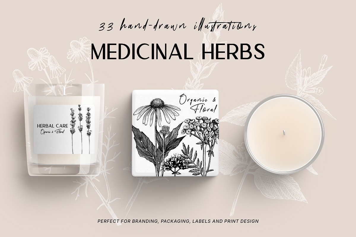 BUNDLE - Vector Herbs & Spices, a Food Illustration by Yevheniia (Photo 3 of 12)
