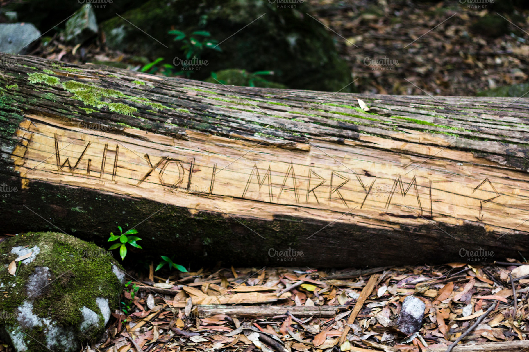 Will You Marry Me? Log, a Nature Photo by Dylan Martin Studios