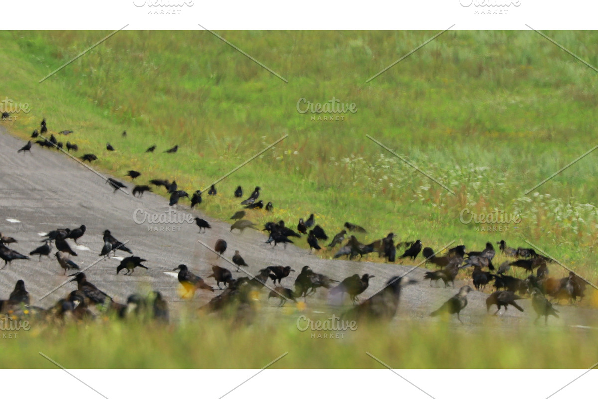 Flocking Of Starlings And Hooded, a Graphic by Our Amazing World (Photo 1 of 2)
