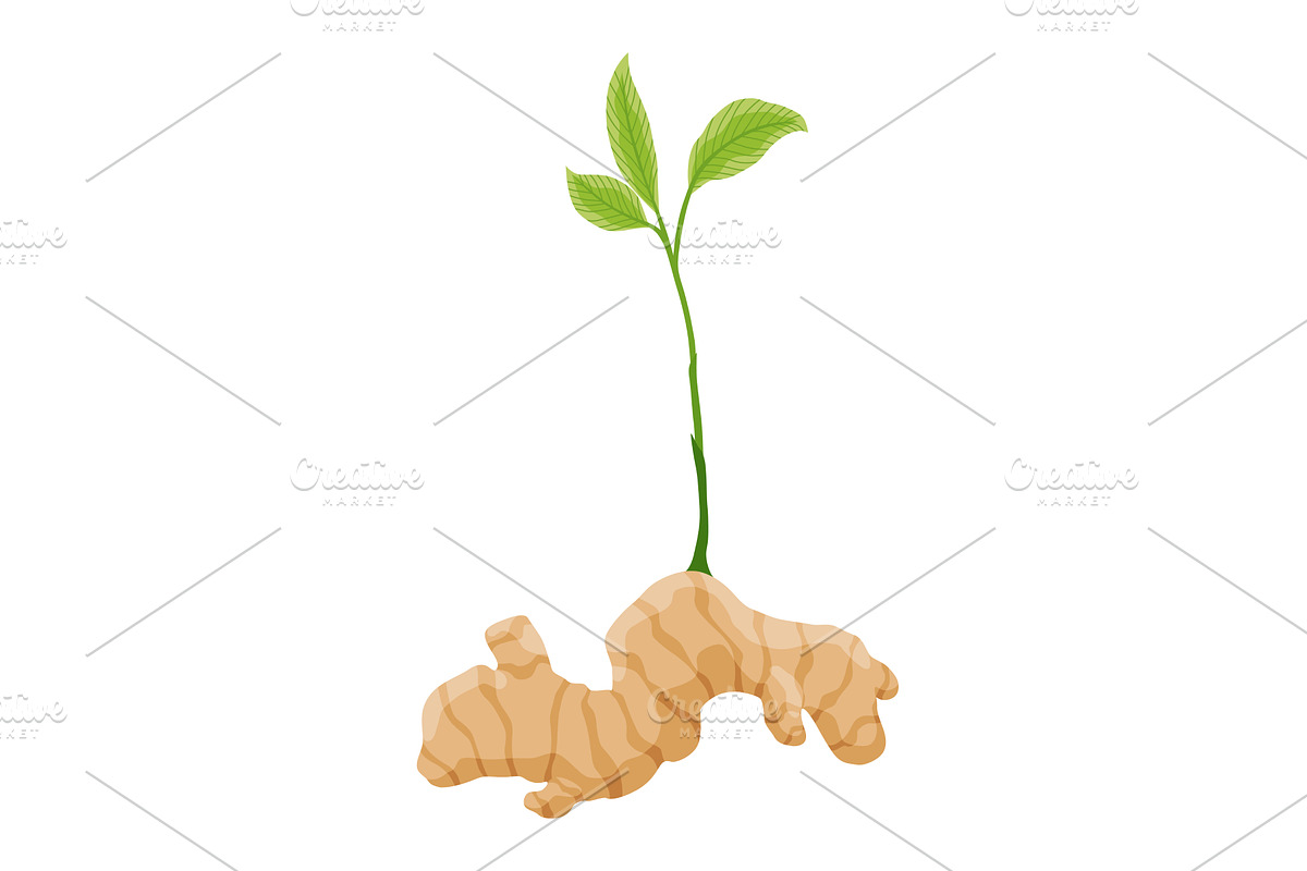 Ginger root. Aromatic herbal spice, a Food Illustration by the8monkey