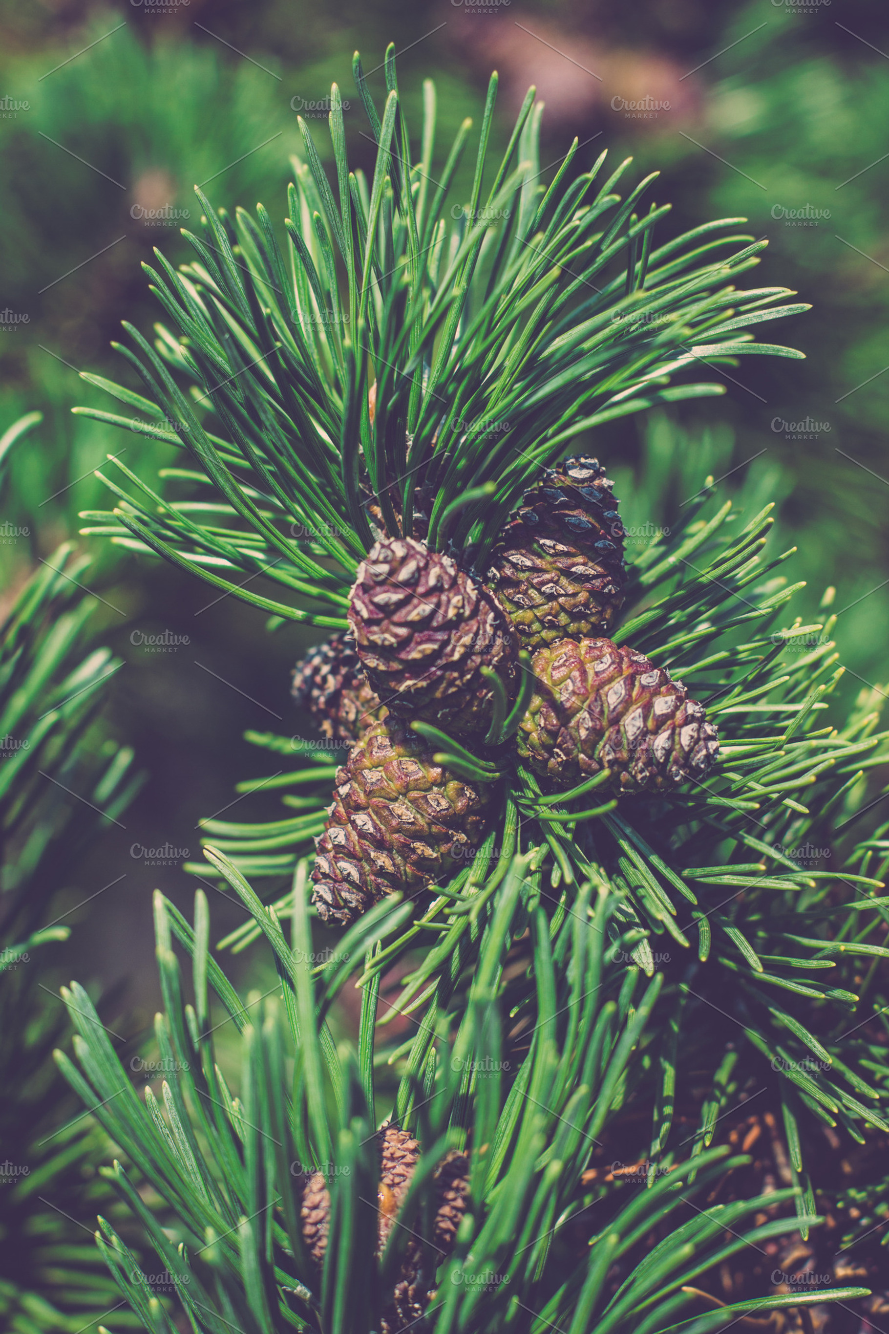 Pine tree cones featuring pine, tree, and cone, a Nature Photo by Riho Rannamäe