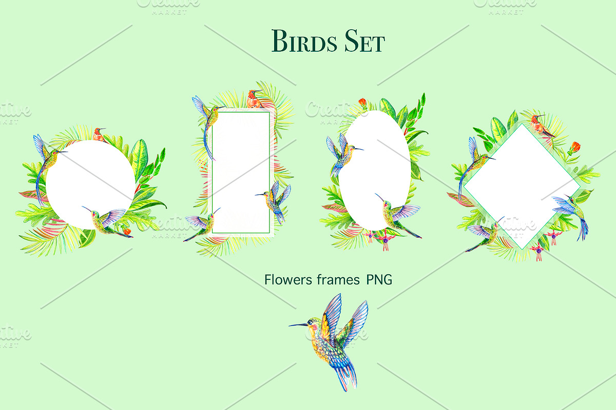 Hummingbirds. Tropical birds., an Illustration by lilisavelieva (Photo 4 of 4)