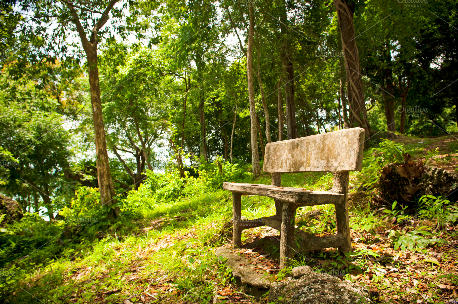 Forest Seat, a Nature Photo by THP Creative