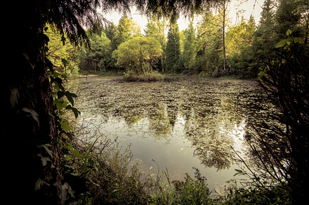 Swamp containing reflect and trees, tree, and lake