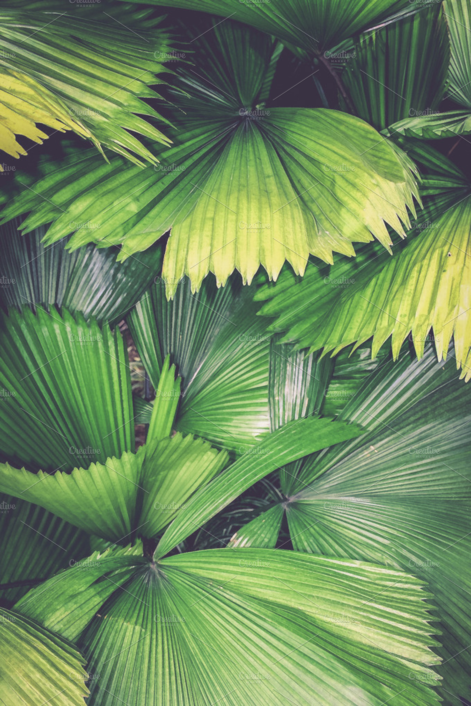 Djungle Leaves