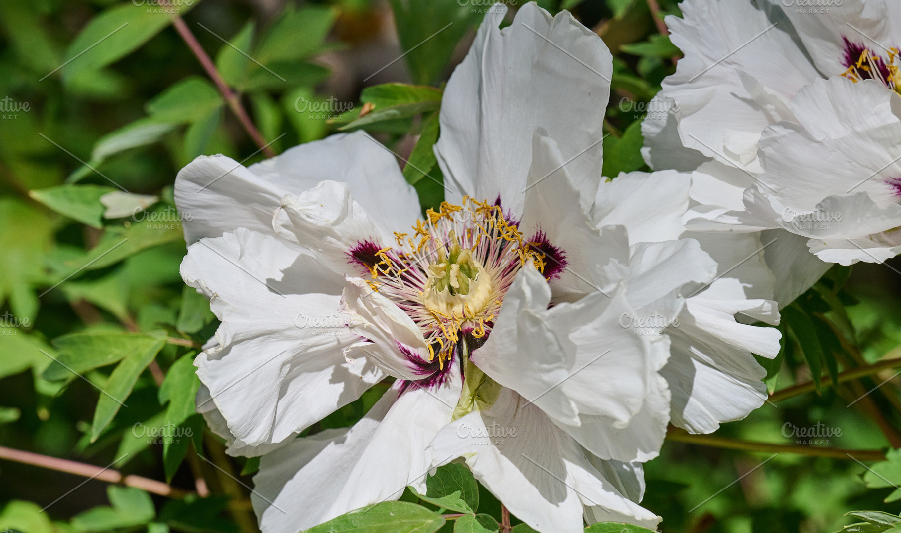 Lush white peony flowers with vibrant yellow stamens, in full bl, a Nature Photo by ndanko