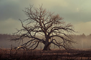 48 Dying Tree Images, a Nature Photo by h.utomo (Thumbnail 17 of 48)
