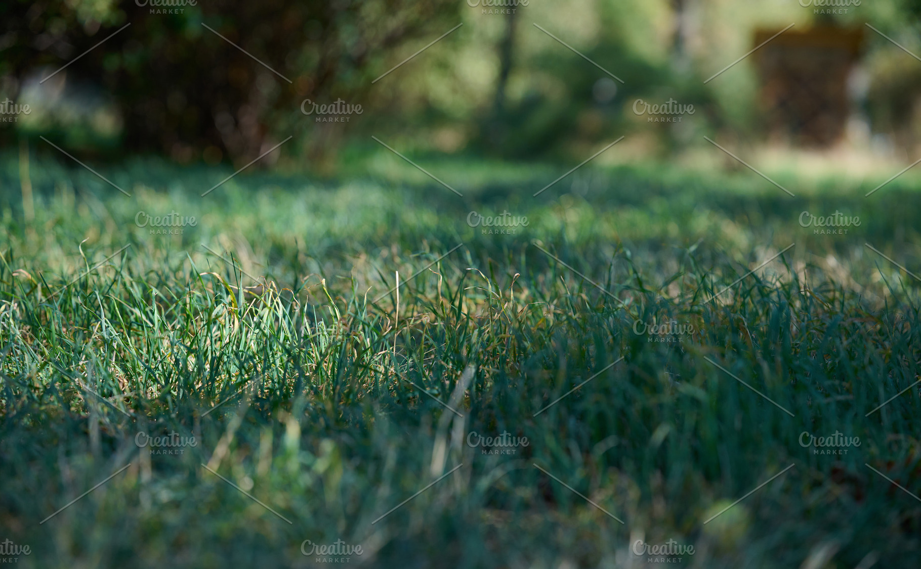 Green grass in a field, focused on the center, with a blurred fo, a Nature Photo by ndanko