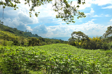 Coffee plantation landscape. Coffee, a Nature Photo by worlditravelilove
