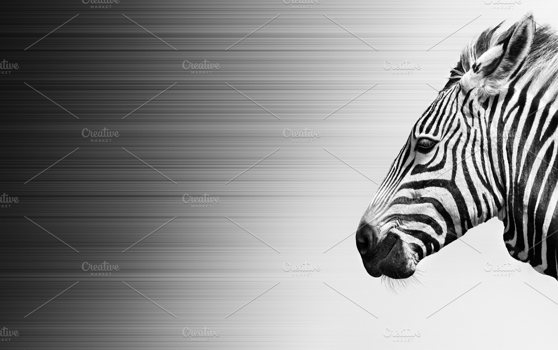 Zebra in wind, black and white, an Animal Photo by Etienne & Yolandi Outram