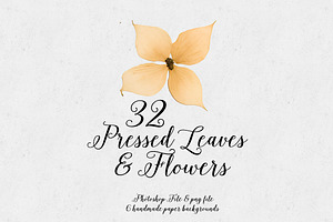 Real Pressed Leaves & Flowers 32