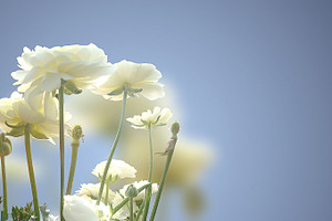 Roses background featuring photo, image, and picture