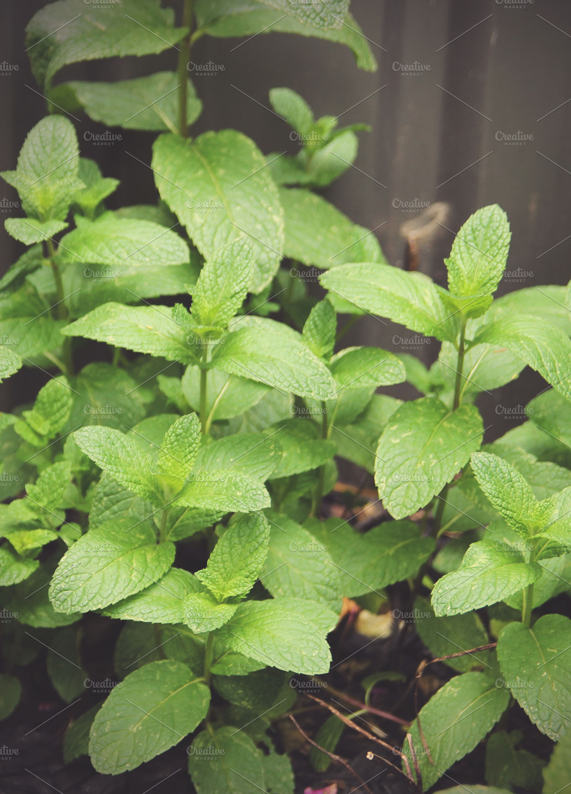 Garden Mint, a Food & Drink Photo by PepPhelan