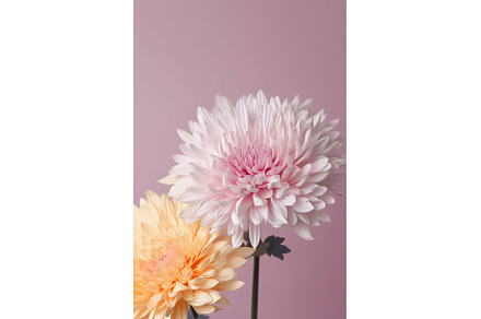 Delicate chrysanthemum flowers on, a Nature Photo by Lermont51
