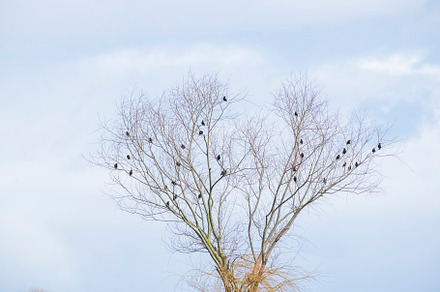 The birds featuring nature, flock, and birds