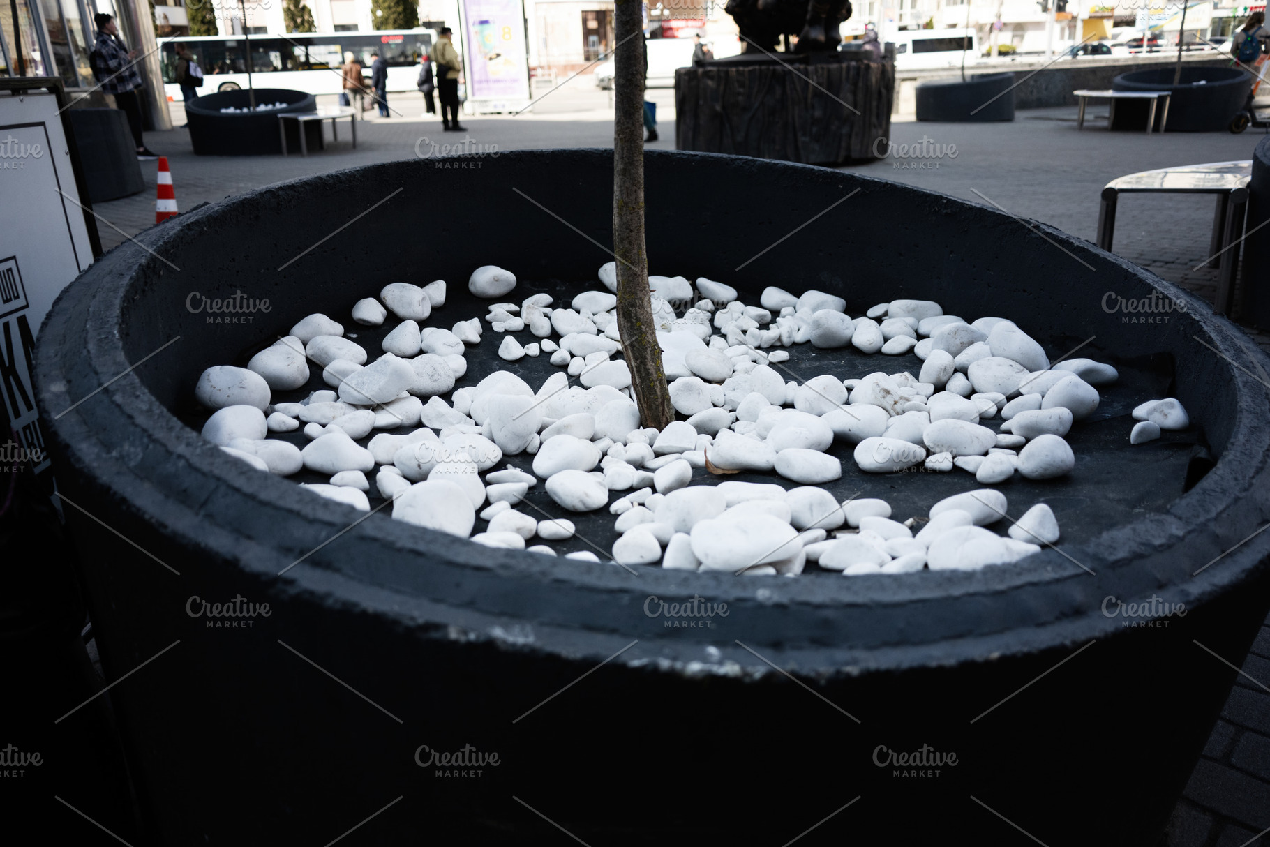 Urban decor with white pebbles surrounding a tree in a large container, a Photo by AS photostudio