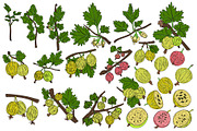 Gooseberry hand drawn vector, a Food Illustration by Elena Mykhailenko (Thumbnail 3 of 4)