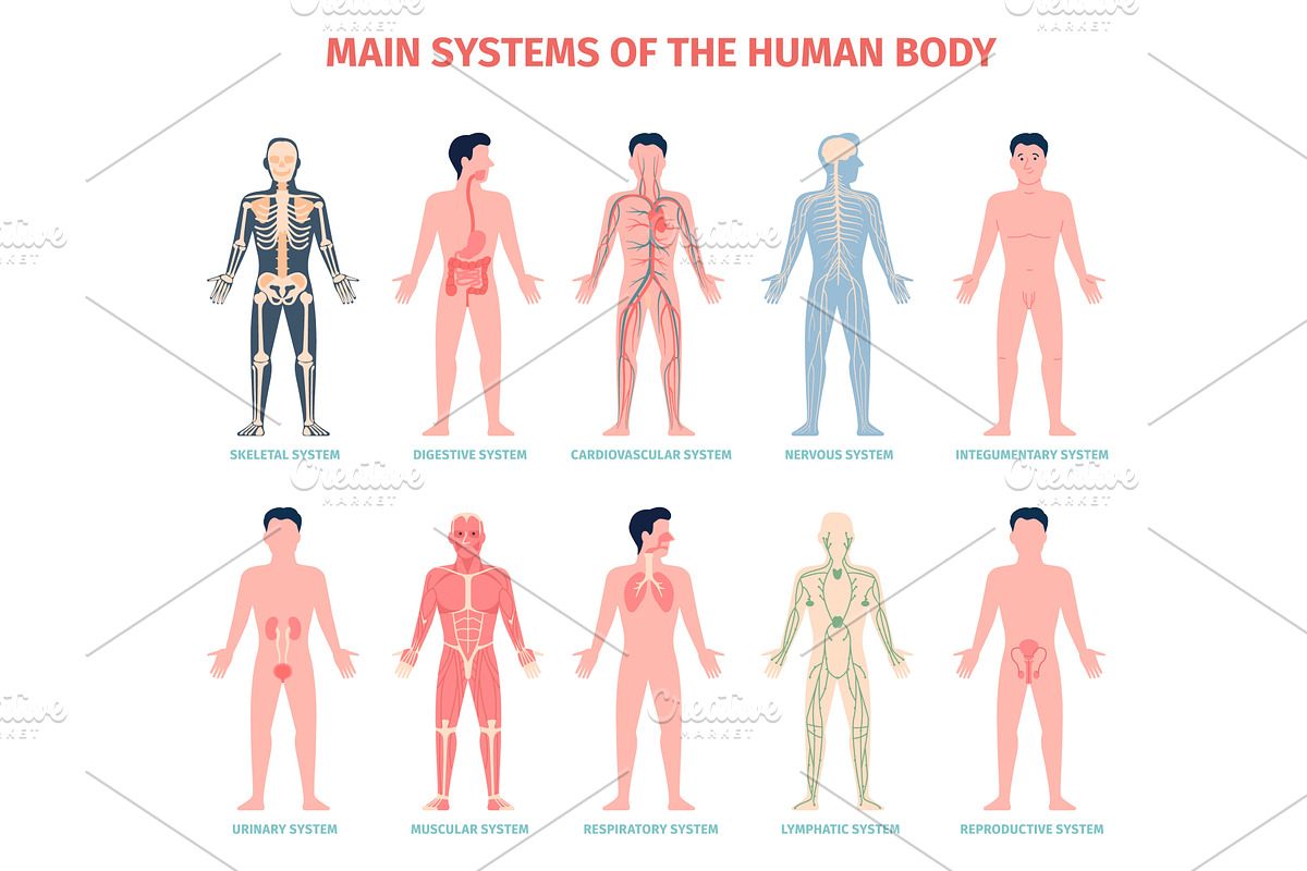 Human organ system. Different, an Illustration by LadadikArt