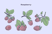 Berries Vector Illustration Pack, an Illustration by Castula (Thumbnail 8 of 17)