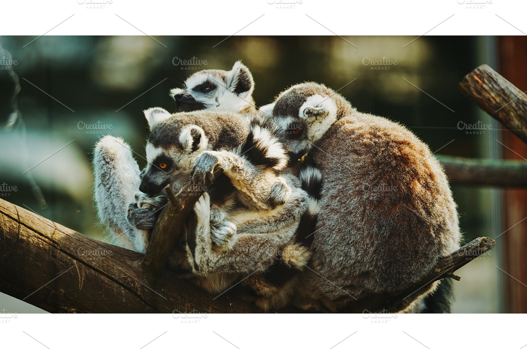 Three Lemurs Cuddling on Branch in, an Animal Photo by Our Amazing World