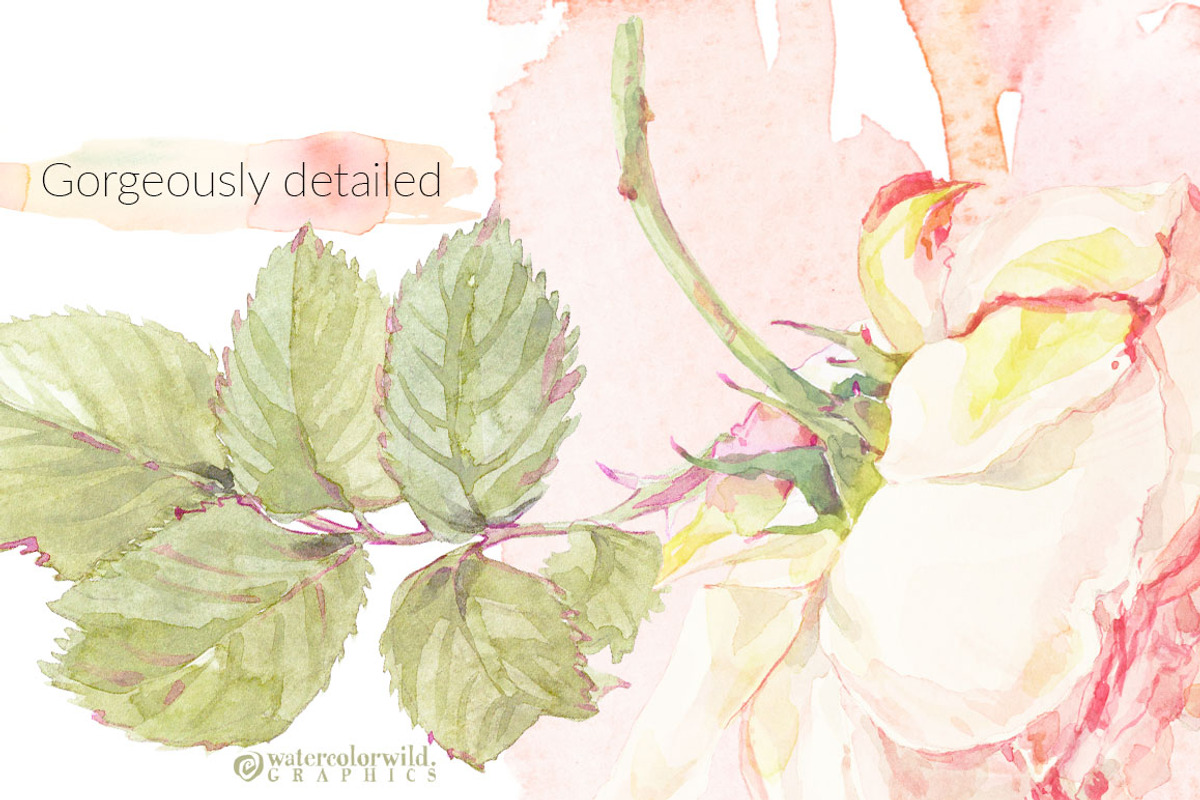 Roses watercolor clipart, an Illustration by watercolorwild.graphics (Photo 3 of 8)