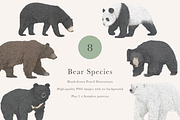 Bear Species Set - Hand-drawn PNGs, an Animal Illustration by LaurenFittonIllustration (Thumbnail 1 of 10)