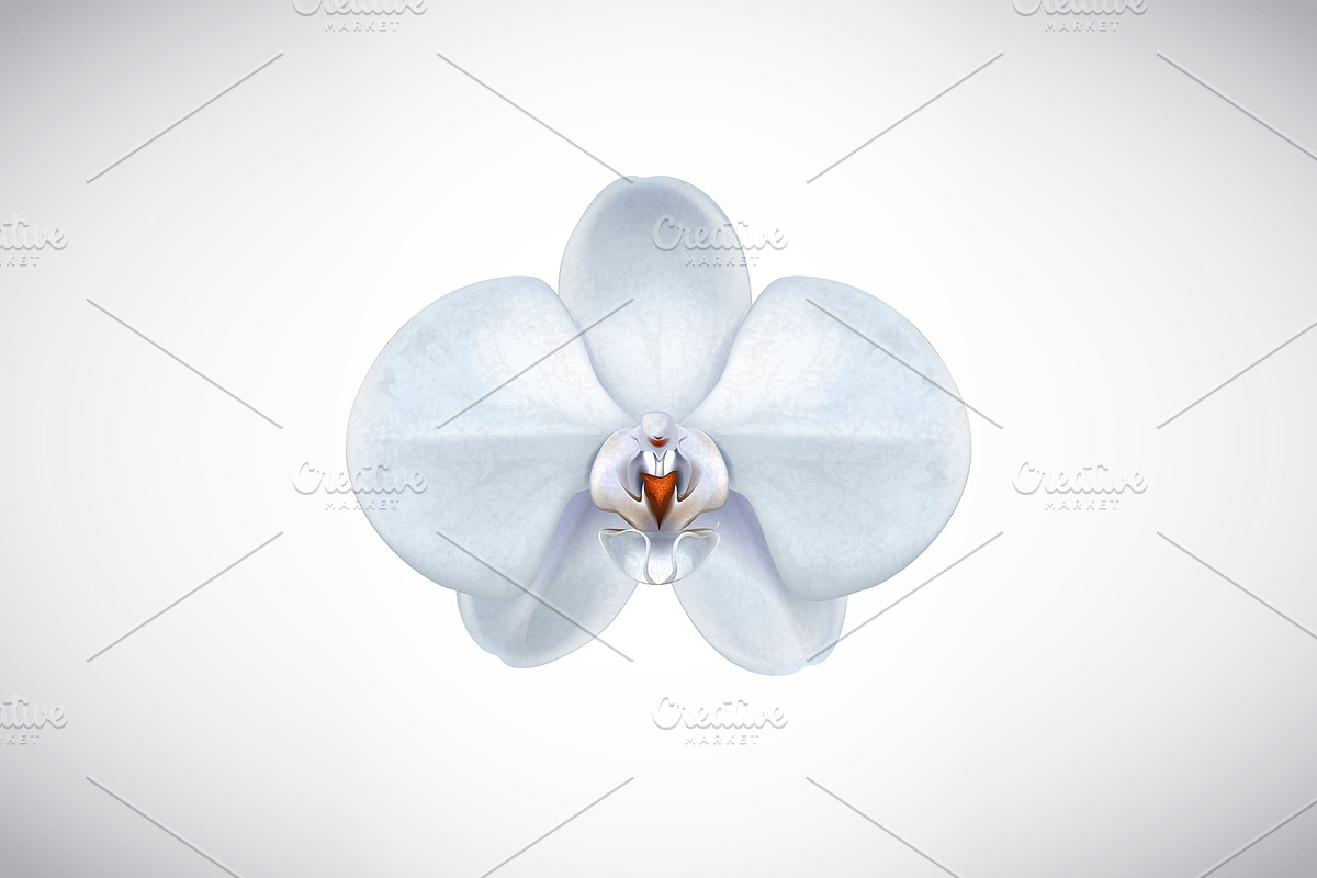 Moon orchid set., an Illustration by George Rod (Photo 2 of 4)