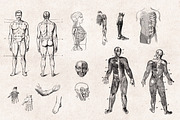 Anatomy Engravings Set, an Object Graphic by Graphic Goods (Thumbnail 2 of 7)