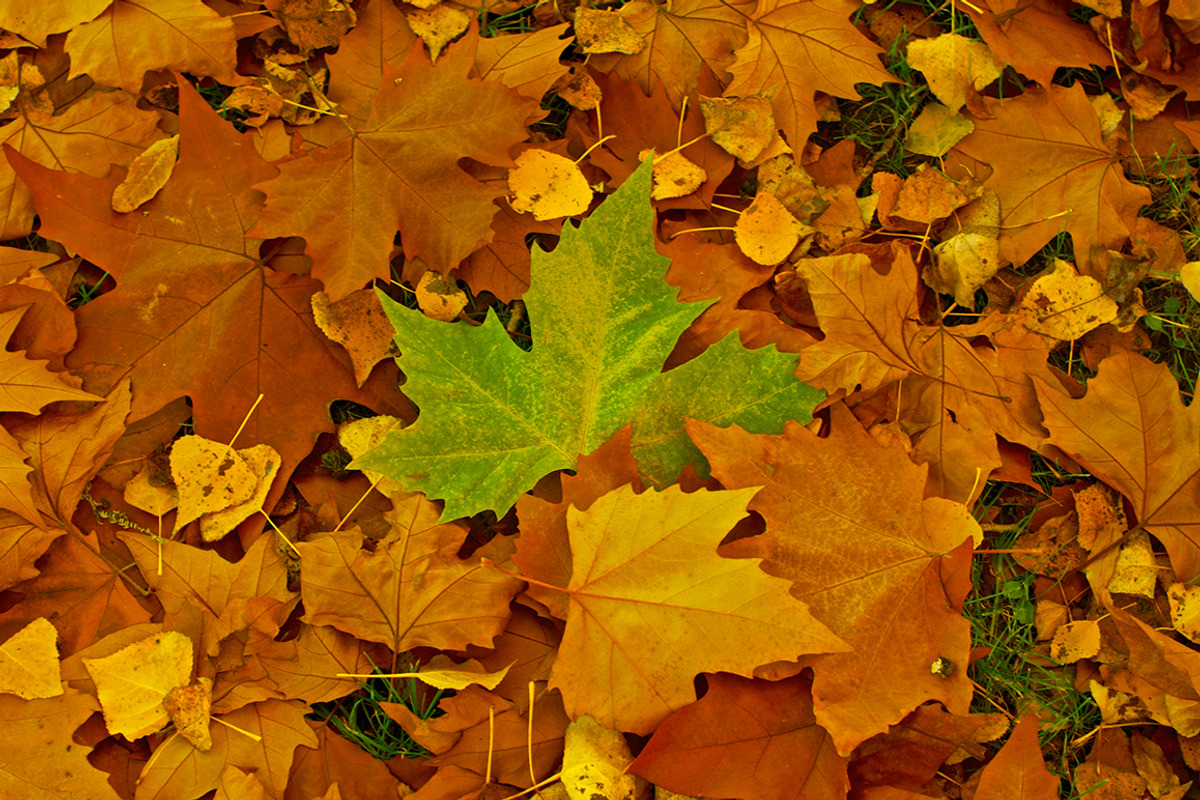 Autumn pack, a Templates & Theme by ApertureVintage (Photo 2 of 4)