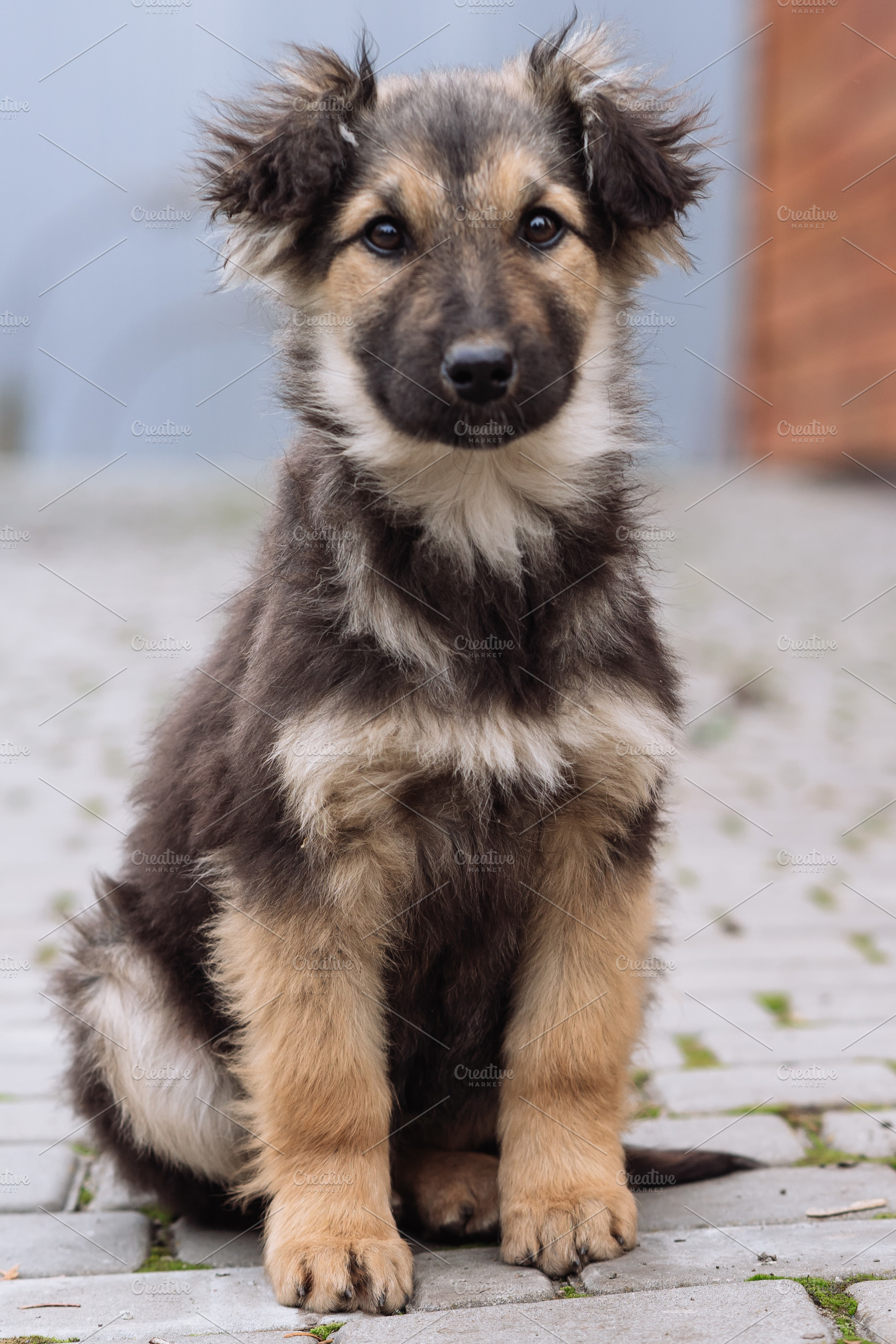 Small Puppy Sitting Front View on Paved Ground, an Animal Photo by Red Hot Chili Pepper Shop
