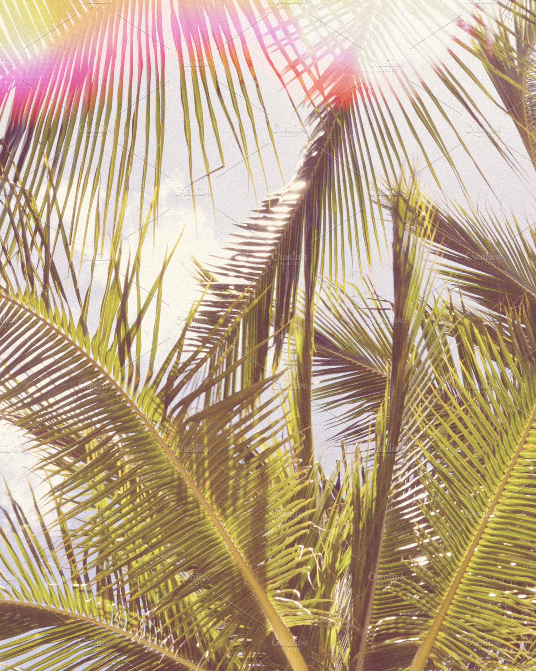 Retro Palm Tree Stock Photo, a Nature Photo by Dee Andreoli Photography