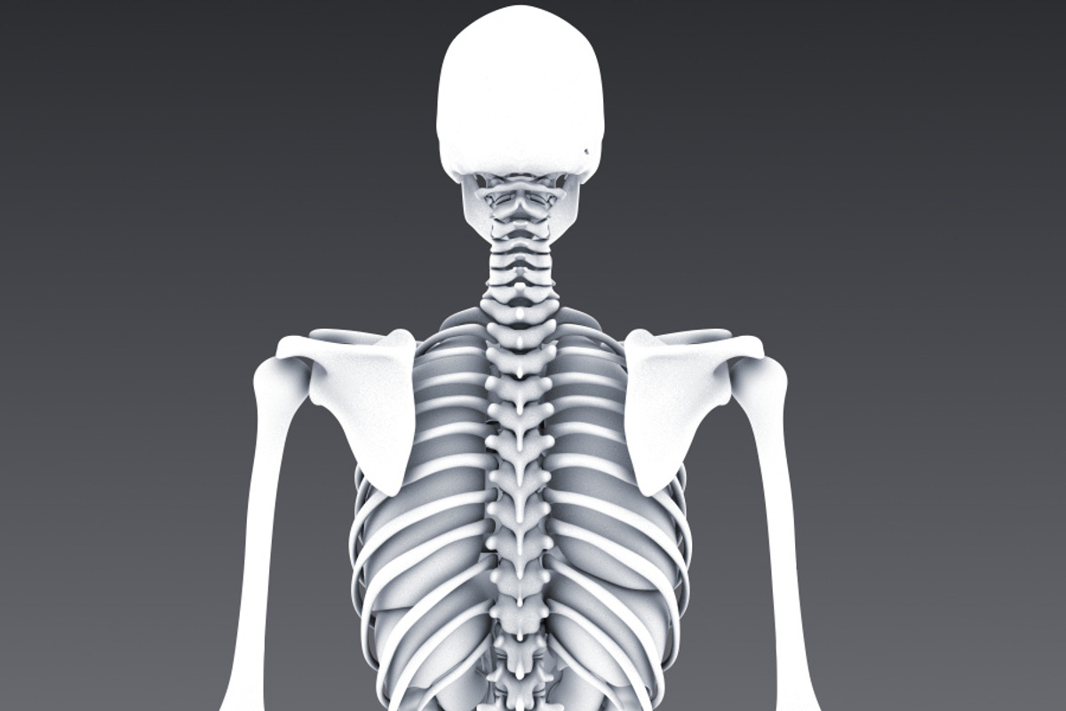 Animated internal organs, skeleton, a Characters & Person 3D Model by konstantin.ermolaev (Photo 20 of 29)