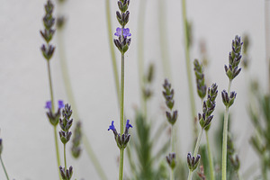 Close up of lavender flower in the garden, a Nature Photo by Anna Bogush