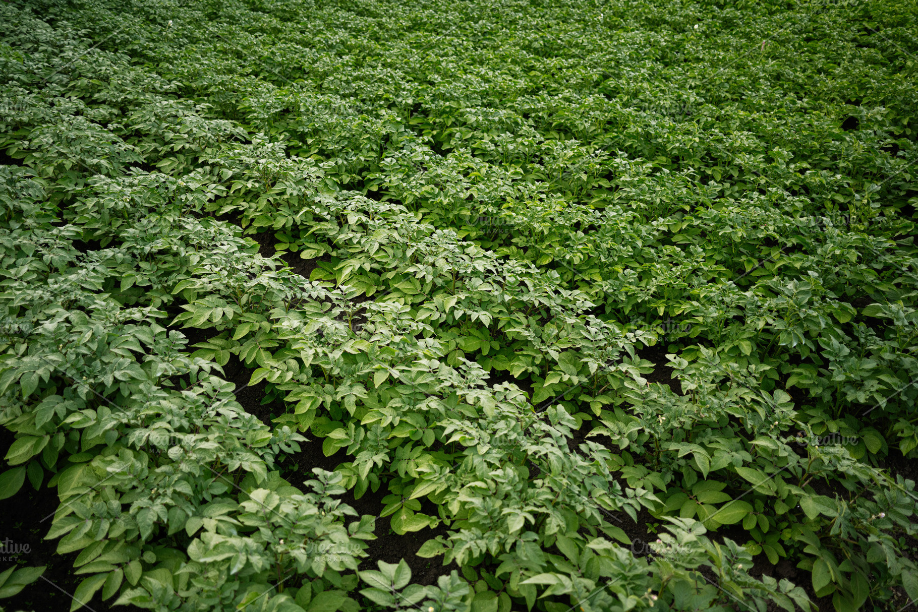 Lush green potato plants growing in neat rows on a farm field, a Photo by AS photostudio
