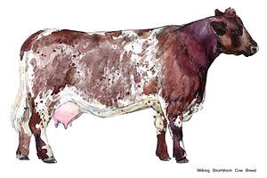 Cow Breeds. Cattle Watercolor Set