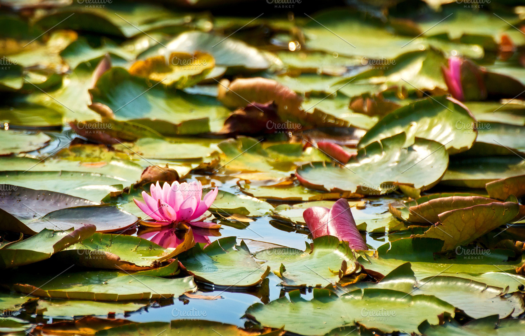 Water Lillies Background