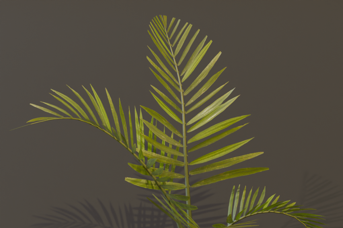 The Alexandra Palm Bush, a Plants & Tree 3D Model by FuturePastCreatives (Photo 7 of 15)