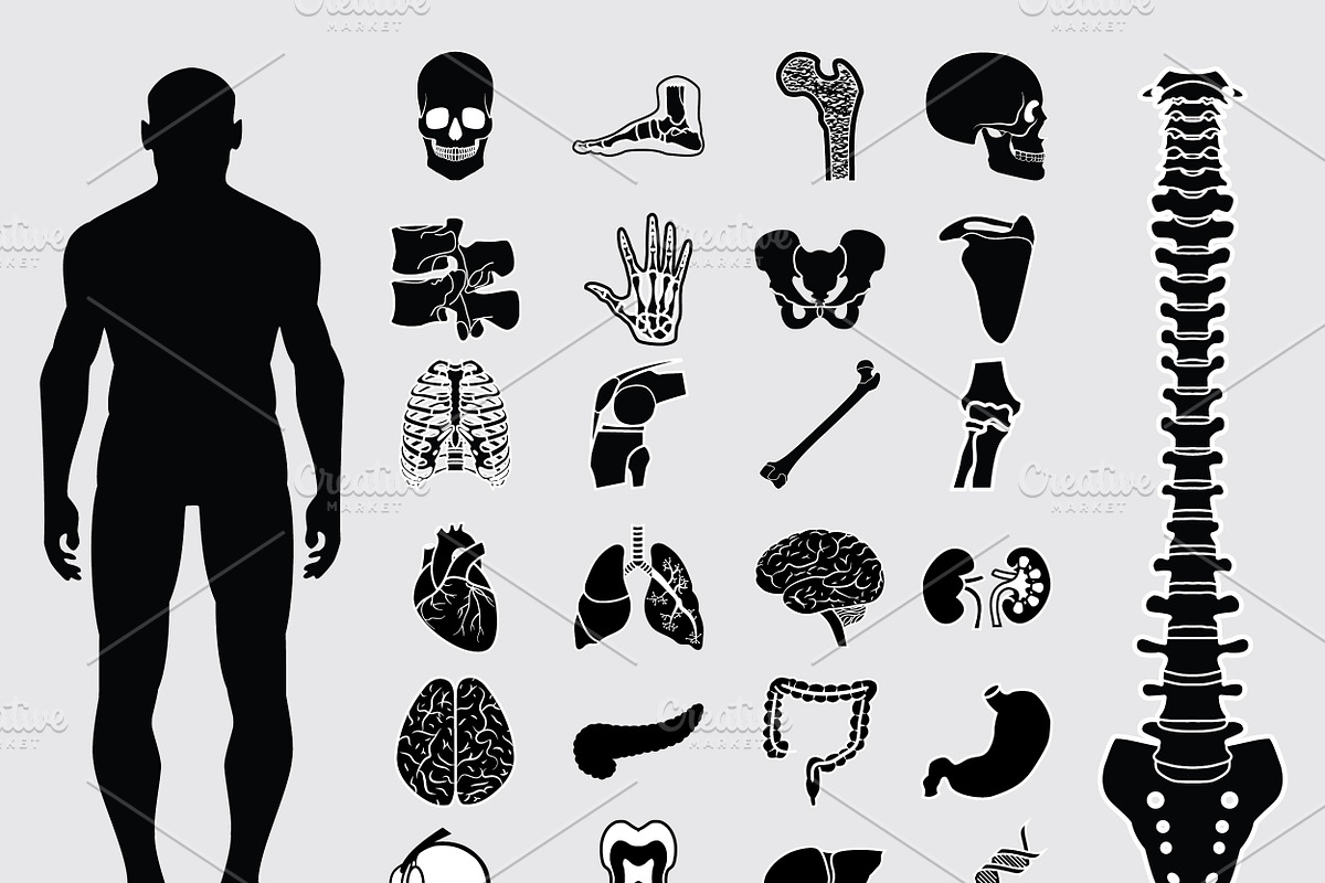 Human anatomy icons