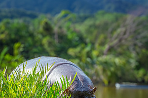 A large hippopotamus is grazing in a lush green field, an Animal Photo by Byrdyak