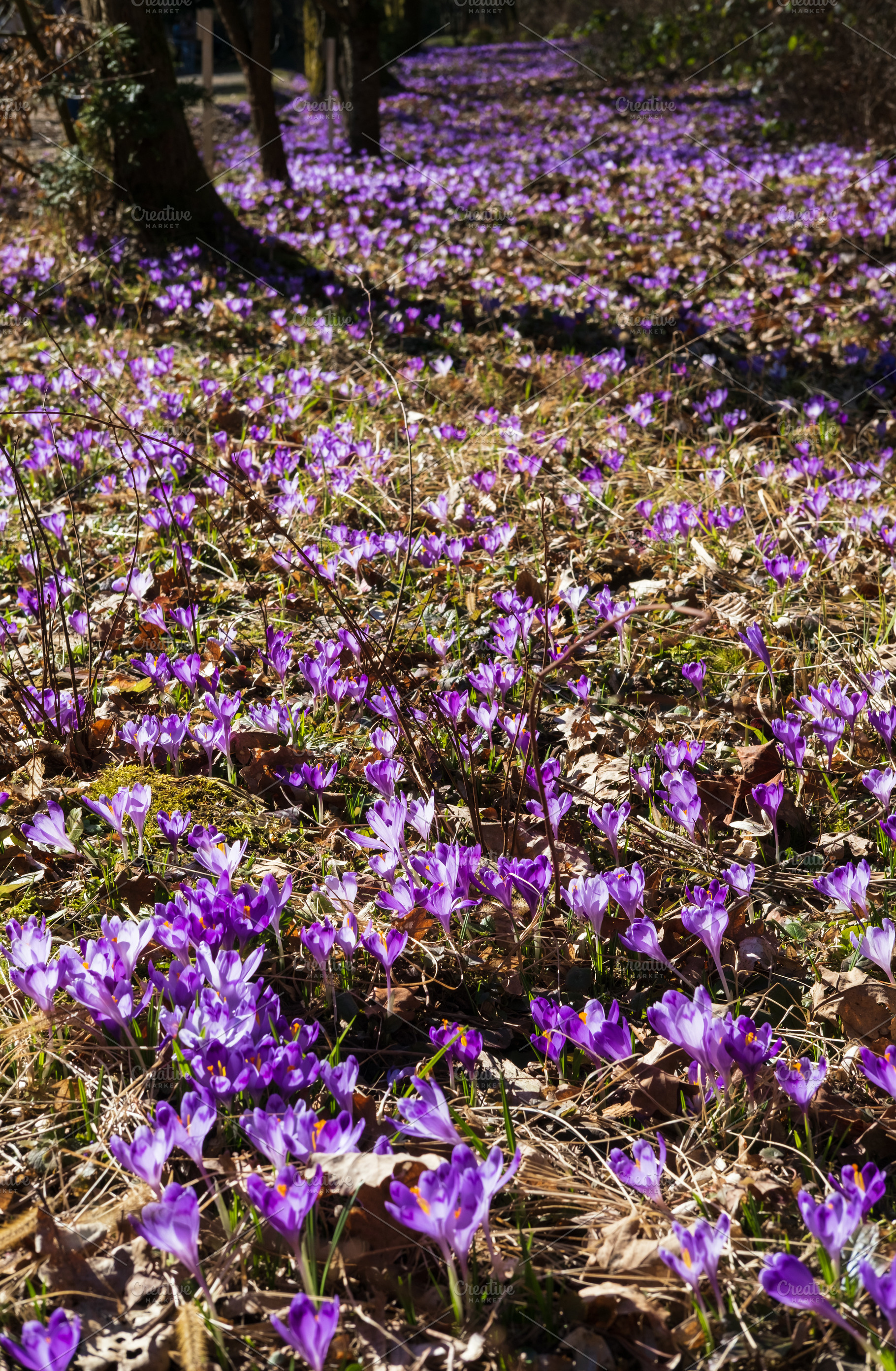 Violet Crocus heuffelianus (Crocus vernus) flowers in spring for, a Nature Photo by YuriyB