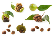 Camellia. Photography set, an Object Graphic by Pullia (Thumbnail 6 of 10)