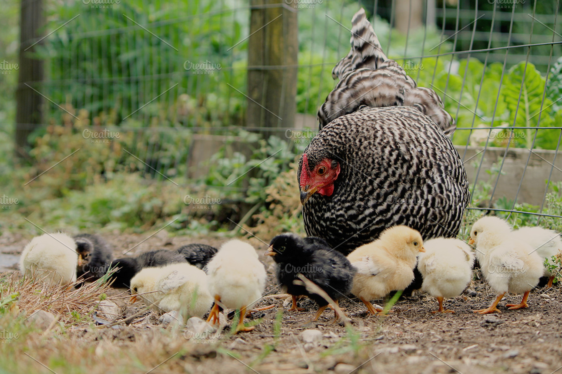 Hen and Her Chicks, an Animal Photo by Creatively Happy Studio