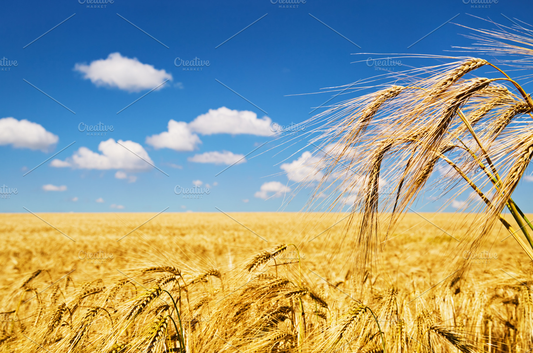 Rye field over blue sky, a Nature Photo by Shop Name