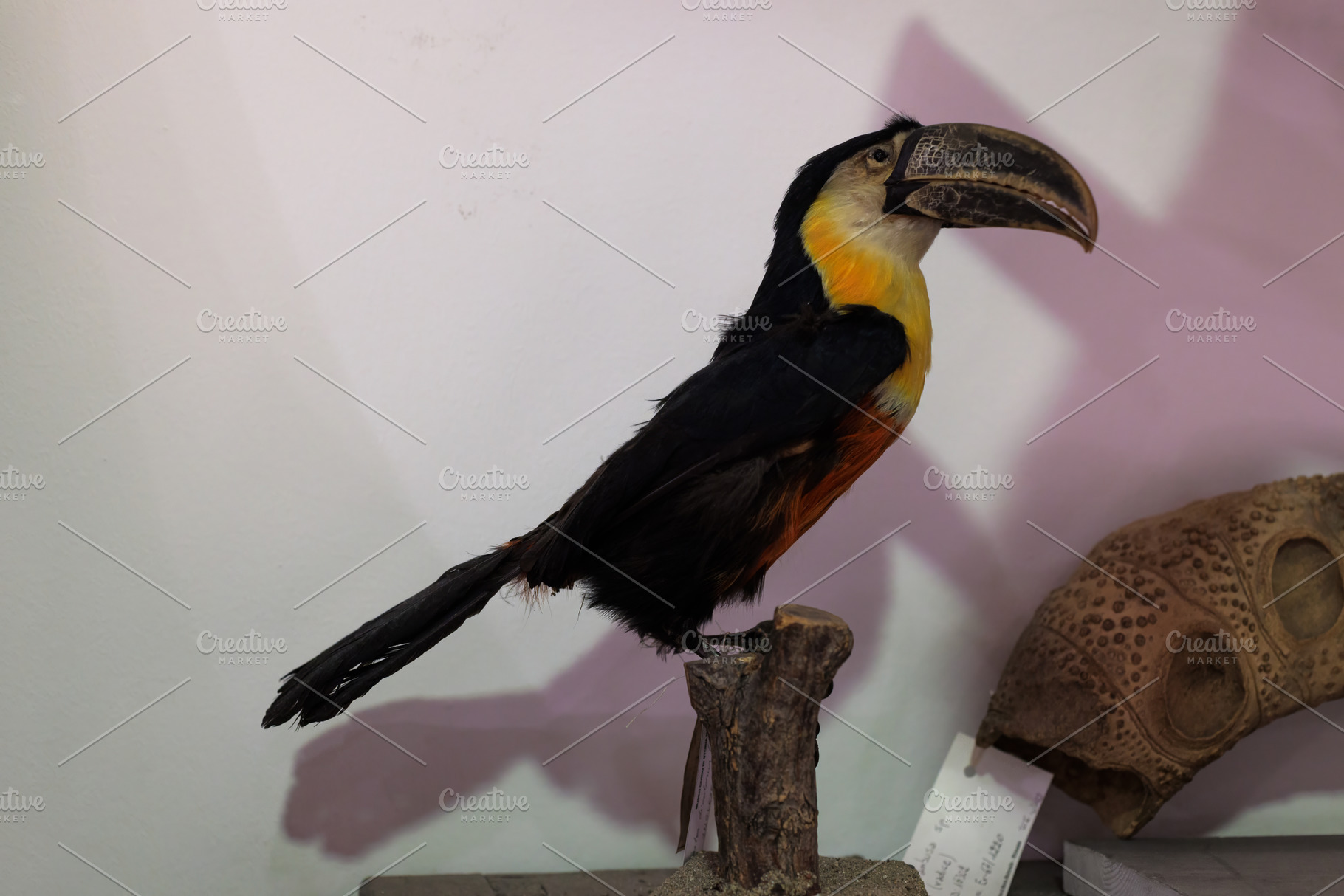 Ramphastos toco. Stuffed Toucan on perch, an Animal Photo by Bepslabor