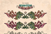 Seaweeds, an Object Illustration by Ink Stories (Thumbnail 19 of 24)
