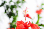 Red Floral Decor - Hibiscus Wall Art, a Nature Photo by VietArtworks (Thumbnail 6 of 6)