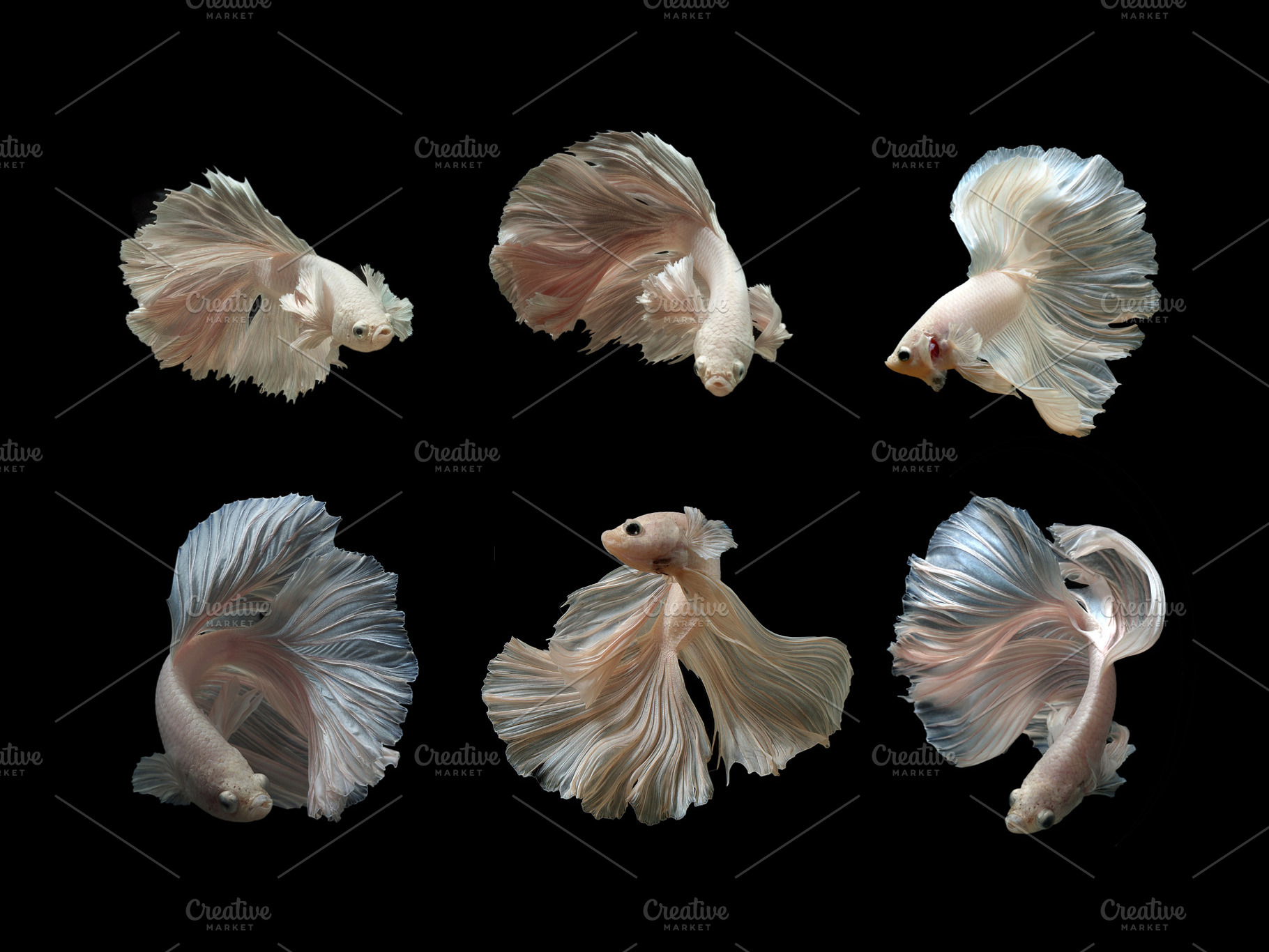 Siamese betta fish containing betta fish, betta, and salamander, an Animal Photo by coffeelover