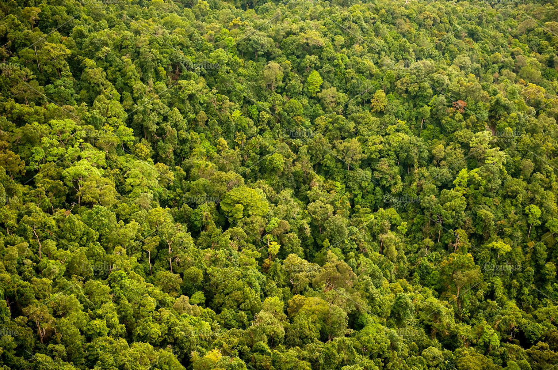 Dense Jungle Forest Canopy Aerial, a Photo by THP Creative