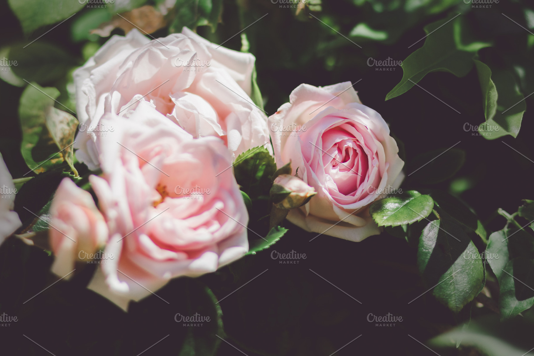 Pastel Blooming English Roses photo, a Nature Photo by René Jordaan Photography