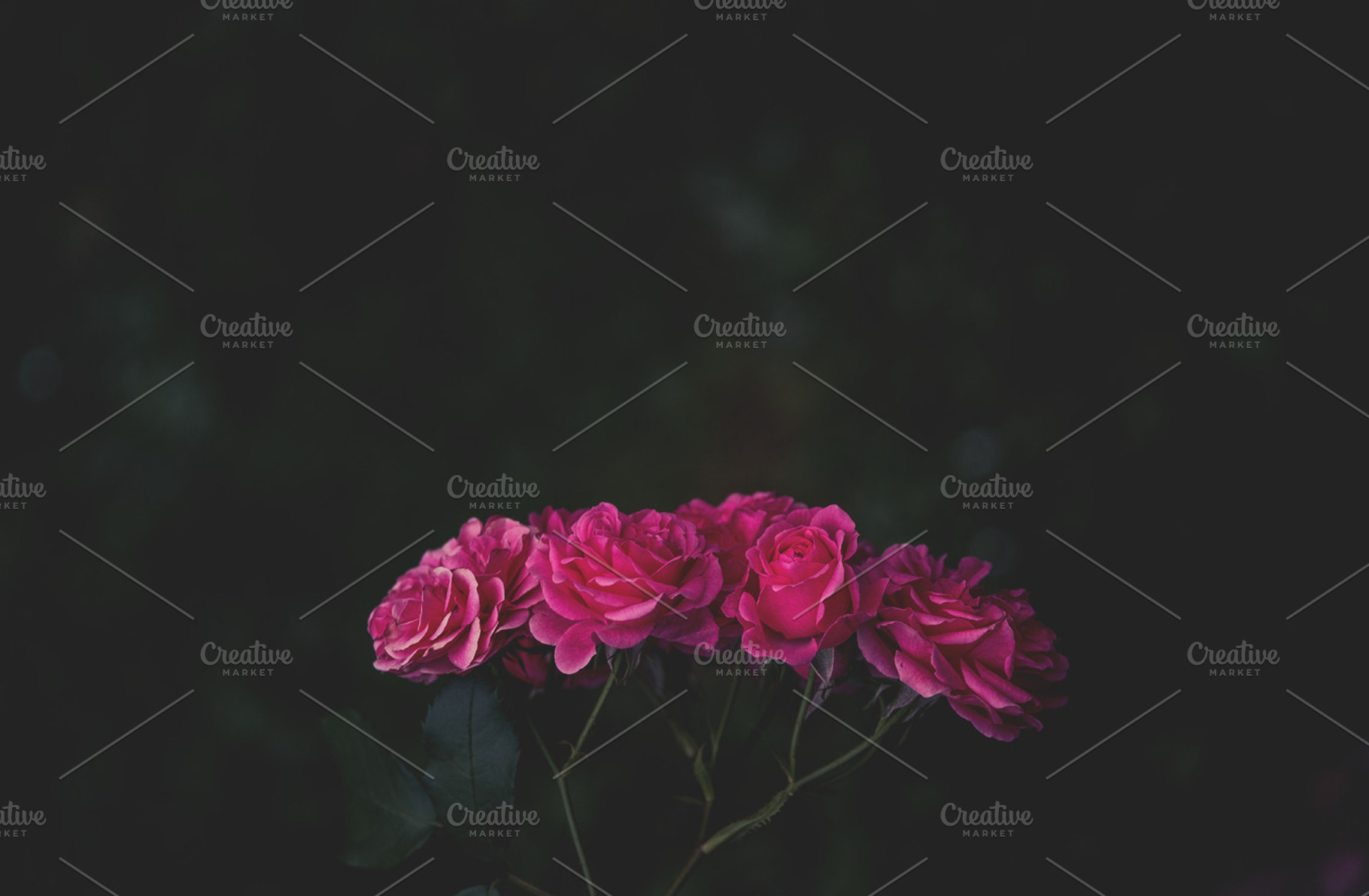 Dark roses background stock photo containing hipster and background, a Nature Photo by HrastovaSiska